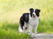 Los perros pueden formar su vocabulario como nenes chiquitos: cuáles son las razas más talentosas