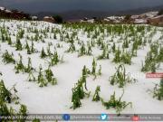 Tormentas de granizo dañaron cultivos en ocho municipios de Potosí; mantienen alerta naranja