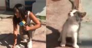 Gatito se roba el show en medio de un reporte en vivo sobre la detención de delincuentes