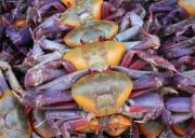 Ecuador establece las vedas del cangrejo rojo y azul para el 2026 con fines de protección