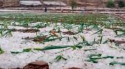 Granizadas afectan sembradíos de al menos ocho municipios de Potosí
