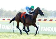 ¡Gánense a este!: Este ejemplar busca la gloria para el Jeff Ruby Steaks (G3) este sábado en el Leonatus Stakes de $125,000