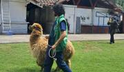Nuevo caso de presunto maltrato animal: alpaca fue rescatada en el centro