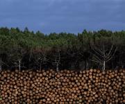 Paraguay rompe récord en exportaciones forestales y supera US$101 millones en 2025