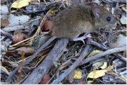 Qué precauciones tomar ante los nuevos casos de hantavirus: se suma una muerte en Buenos Aires
