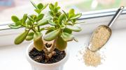 Qué producto ponerle al sustrato del árbol de jade para estimular su crecimiento en verano