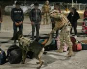 Ejemplares Caninos Se Despliegan A La Frontera Norte Del País