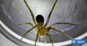 5 preguntas y respuestas sobre la araña de rincón: la más mortal, presente en 90% de hogares de Chile