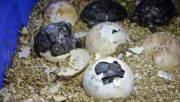 Ecuador reubica 438 huevos de la tortuga más grande del mundo para su conservación