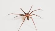 Ni alcohol, ni cremas: qué remedio casero aplicar ante la picadura de una araña violinista