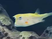 Filmaron al “pez Trump” y en las redes sociales se desataron los memes