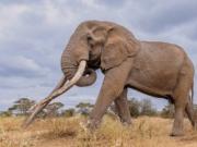 Disecarán al fallecido Craig, uno de los últimos elefantes con supercolmillos