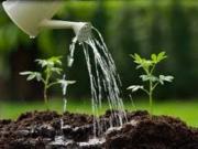 Jardines de verano, el arte de la espera