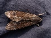 Invasión de polillas negras en la zona norte del GBA: hay chicos brotados y expertos aconsejan no tocarlas