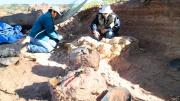 De 12 metros y cabeza pequeña: el descubrimiento de un nuevo dinosaurio en la Patagonia