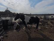 Allanaron un puesto en Luján: 60 cerdos con triquinosis, marihuana y hasta cabezas de animales