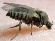 La “mosca que muerde” está en Uruguay: cómo prevenir y qué sucede en caso de ser picado