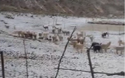 Emergencia en Ayacucho: Granizada acaba con alpacas y destruye sembríos