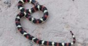 Pánico en San Martín por la aparición de una serpiente