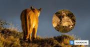 Muere Rupestre, icónica puma de las Torres del Paine: estrella de Netflix, BBC y la ciencia