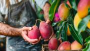Piura: caída del 50 % en el precio del mango obliga a productores a suspender cosecha y ventas