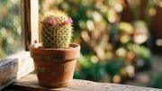 Dónde hay que colocar un cactus para atraer el dinero, según el Feng Shui