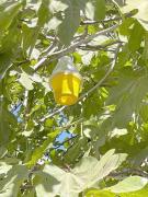 Finalizan dos campañas de mosca de la fruta en Monte Patria pero se detecta brote en Carén