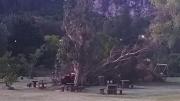 Una mujer de 38 años murió luego de que un árbol se le cayera encima en el parque del Cerro Pan de Azúcar