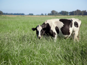 La producción de leche alcanzó su mejor nivel en una década