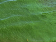 Alerta sanitaria en República de los Niños por cianobacterias