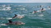 Cuál es la playa argentina desde donde se pueden ver delfines este verano