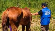 Un operativo permitió rescatar una yegua y un caballo en grave estado de abandono en Neuquén