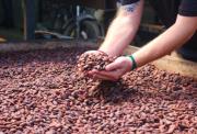 Cacao récord: El precio de la tonelada supera los $5.000