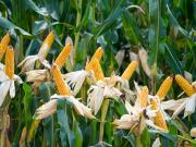 Proyectan una cosecha récord de maíz de 62 millones de toneladas, pero las lluvias tendrán que hacer su parte