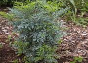 La Ruda y rituales del nuevo año  