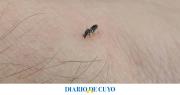Alerta por barigüí: cómo identificar y erradicar las mosquitas negras que muerden