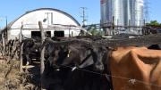 Luces y sombras para los productores de leche al comienzo de un nuevo año