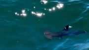 Video: un tiburón martillo sorprendió en las costas de La Paloma