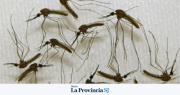 Dengue en San Juan: refuerzan la vigilancia del mosquito y piden extremar la prevención en los hogares