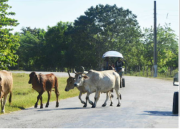 Las vacas hacen estragos en San Francisco