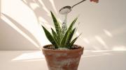Para qué sirve espolvorear una cucharada de cáscaras de huevo sobre la sansevieria o lengua de suegra