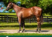 Mr Beast en el hipismo: conoce al caballo que lleva su nombre y será entrenado por Bob Baffert