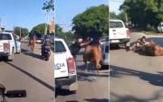 Robo al galope: persecución viral a caballo-chorros en el Conurbano
