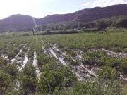 Productores agrícolas descartan contaminación en el río San Juan del Oro