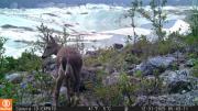 Guardaparques monitorean fauna silvestre en el Glaciar Exploradores gracias a cámaras trampa