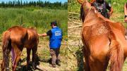 Maltrato animal en Neuquén: rescataron caballos en estado de abandono en una chacra