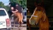 Video: delincuentes a caballo fueron detenidos y rescataron a la yegua que usaban