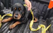 Huancayo: rescatan a rottweiler atrapado en un islote del río Mantaro
