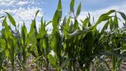 ¿El maíz podría tener una campaña récord con 62 millones de toneladas?