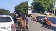 Insólita persecución en Quilmes: detuvieron a dos jóvenes que estaban robando a caballo